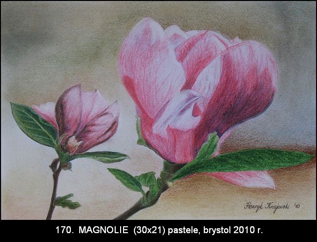170.magnolie.jpg